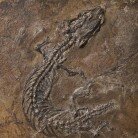 Fossile Eidechse widerlegt Theorie über Ursprung der Schlangen