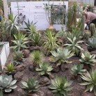 Kakteentage im Botanischen Garten Berlin-Dahlem