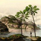 Sonderausstellung: Die Welt der Palmen