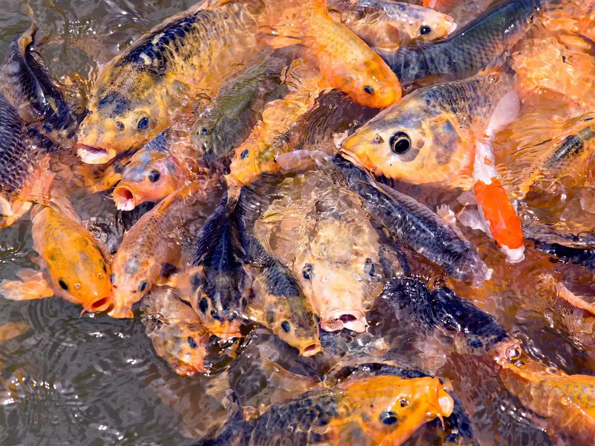 Schwimmausrüstung an einem See, symbolisiert die Gefahr von Amöbeninfektionen beim Baden in Süßgewässern