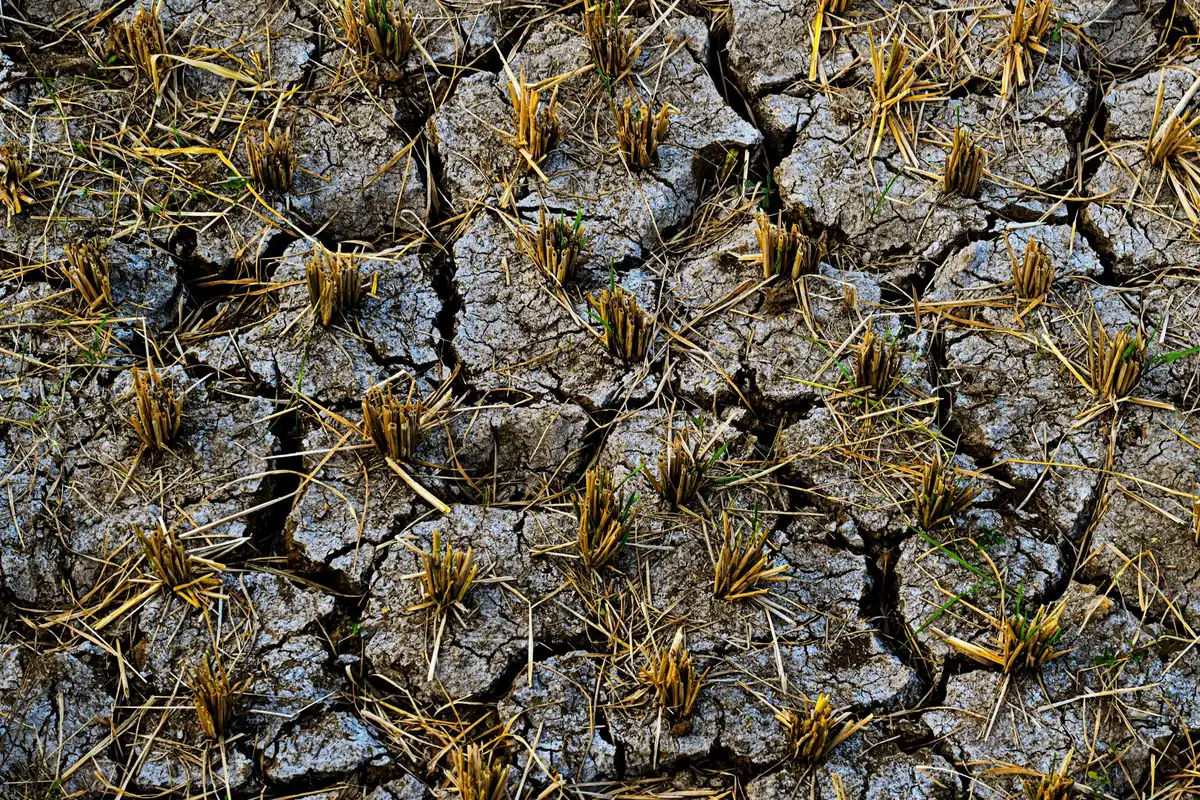 Landwirtschaftliche Fl&auml;che unter D&uuml;rrestress mit sichtbaren Ertragsausf&auml;llen