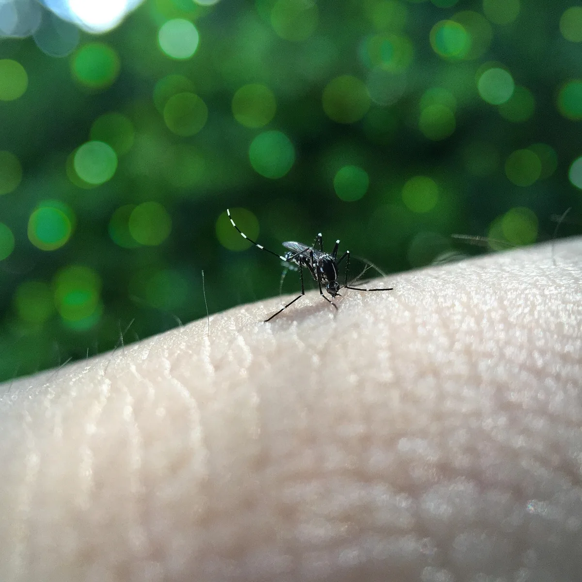 Nahaufnahme einer Zecke auf menschlicher Haut mit molekularen Strukturen im Hintergrund, symbolisiert die Allergie auslö