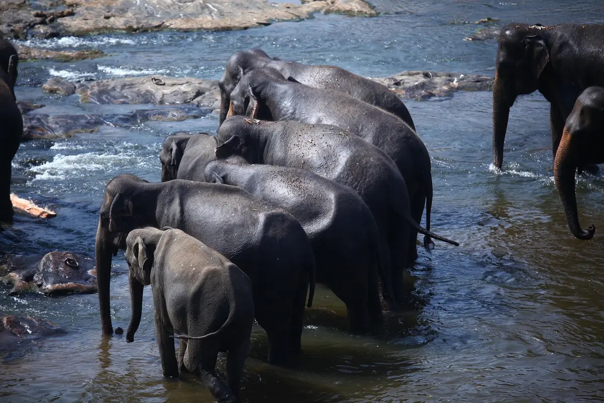 Asiatischer Elefant in natürlichem Lebensraum – Fragen zum Tierwohl bei genetischen Eingriffen