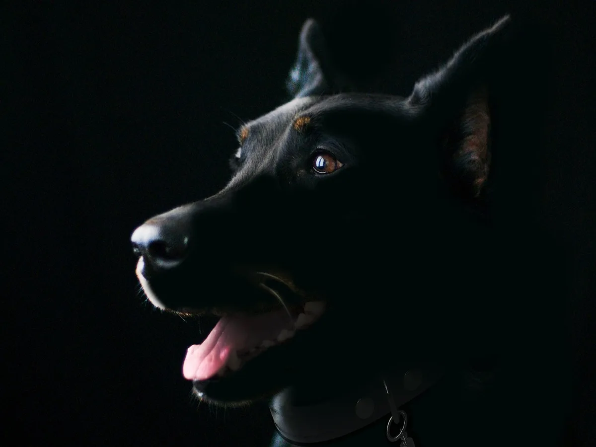 Hund liegt ruhig in einem MRT-Scanner während Vorbereitung
