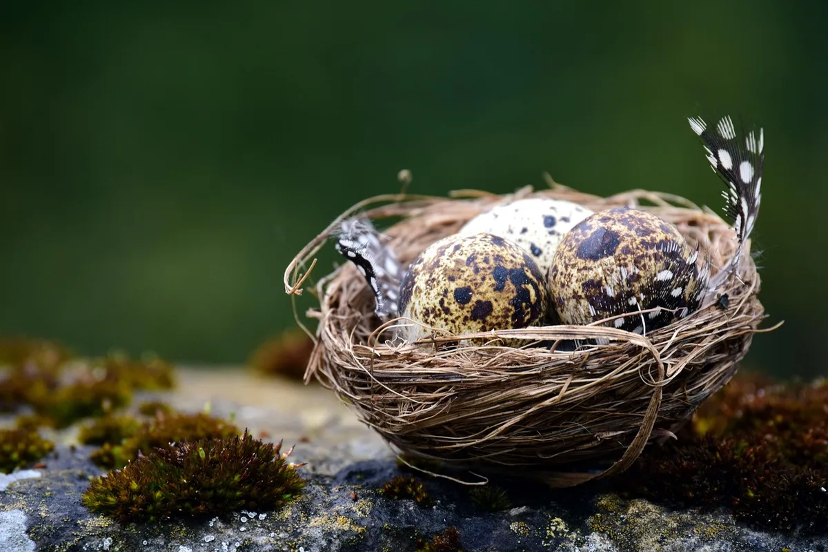 Weiße walzenförmige Gespinste an Ästen einer Eiche